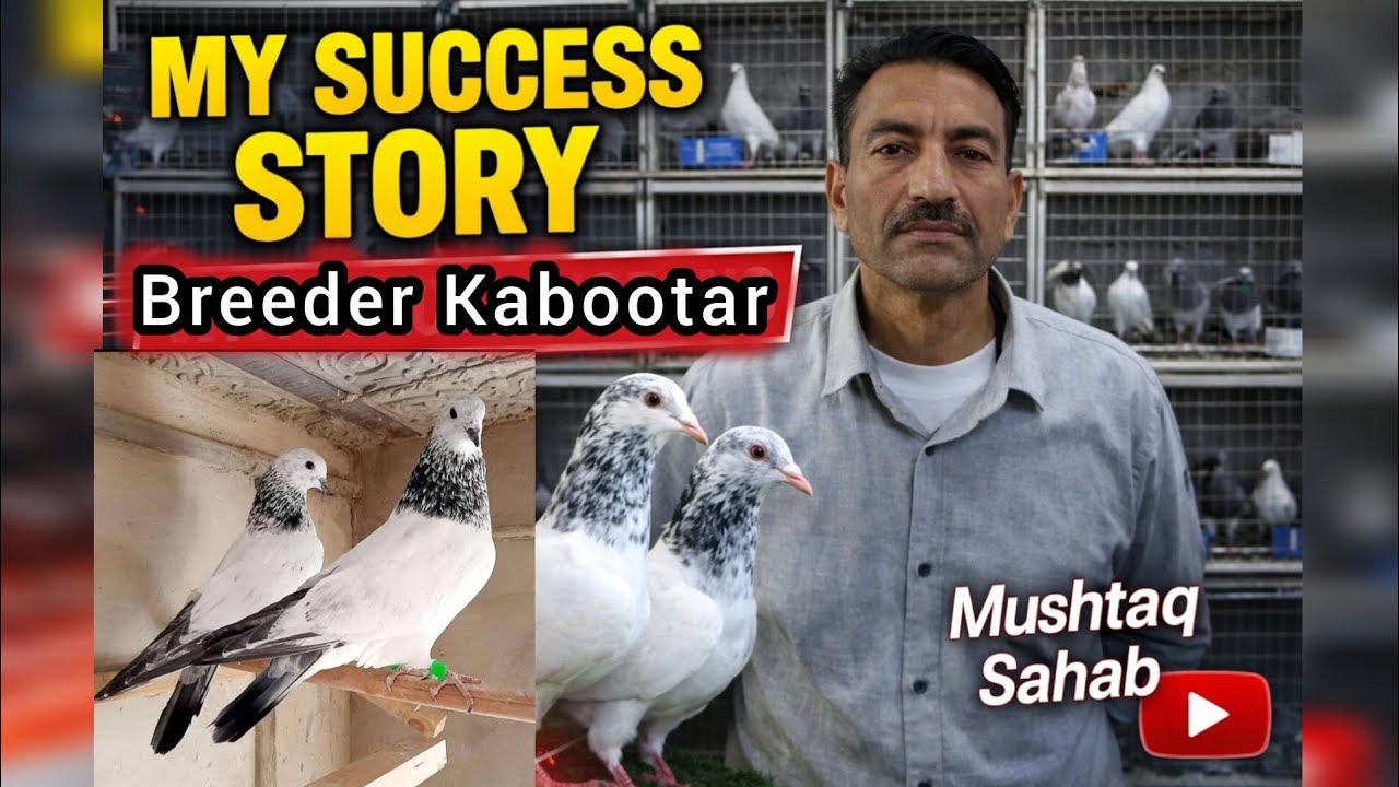 Mushtaq Sahab ke Breeder Kabootar by Aamir 