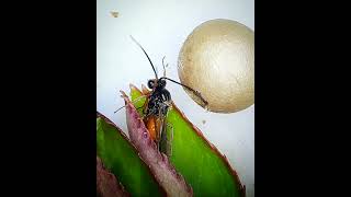 Diplolepis Eglanteriae An Emerging Smooth Pea Gall Wasp.