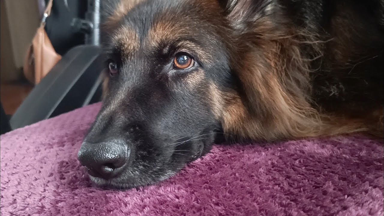 Poranek z owczarkiem niemieckim + krótkie wyjaśnienie YouTube