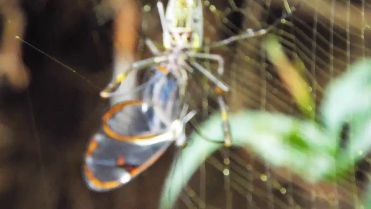 Nephila retirando uma Ithomiini de sua teia