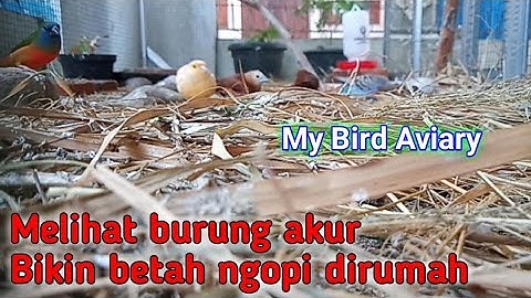 Kandang aviary minimalis | Bird aviary | Bird cage | Home Aviary | Finches Birds Breeding