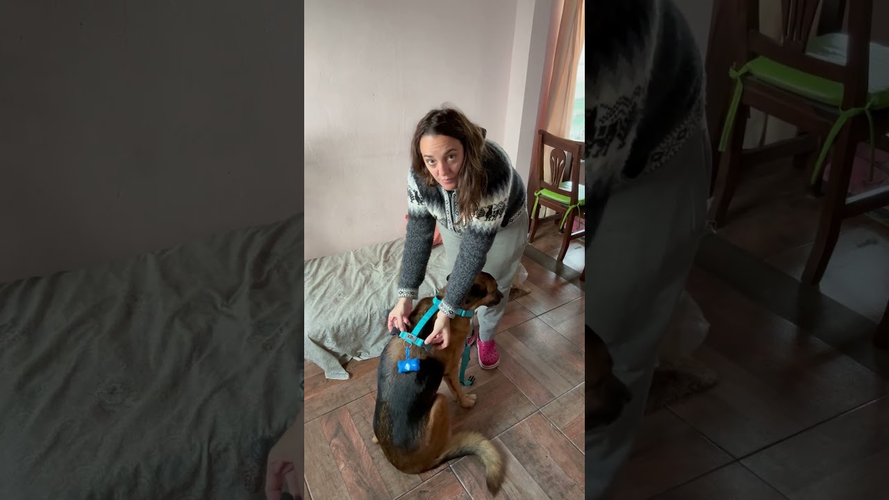 Como poner un arnés tipo H