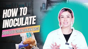 How To Inoculate Grain Spawn Bag using Liquid Culture Syringe for Growing Mushrooms at Home