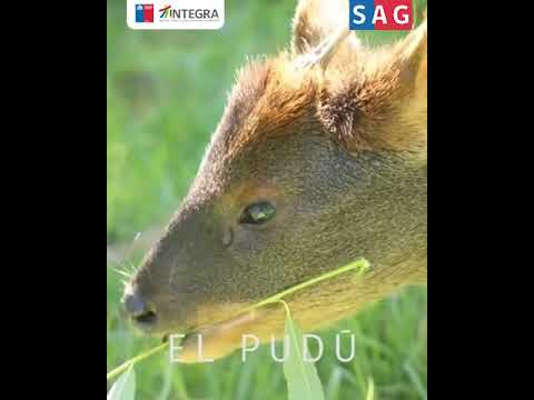 Video: Was ist ein chilenischer Pudu?