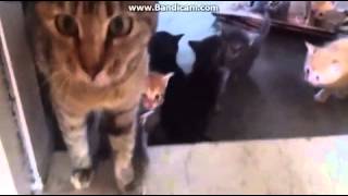 KITTEN ARMY!!!