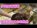 【メロディーちゃん】多頭飼育崩壊からレスキューされて猫生５年初めてのお風呂【エキゾチックSH】