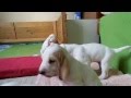 Puppies Porcelaine 26 days の動画、YouTube動画。