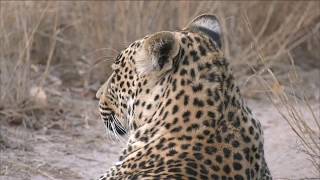 The little chief Hosana has returned!