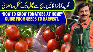 How to Grow Tomatoes at Home | Guide from seeds to Harvest |Gardening With Javed Iqbal