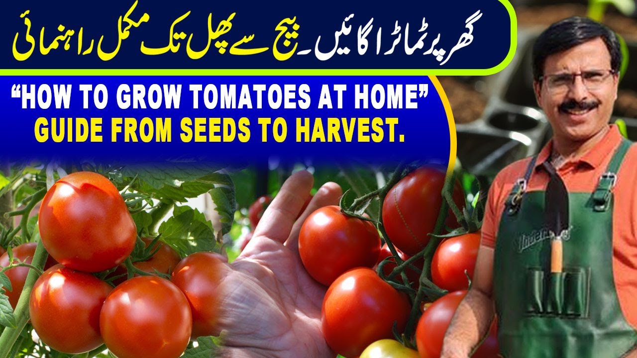 How to Grow Tomatoes at Home | Guide from seeds to Harvest |Gardening With Javed Iqbal