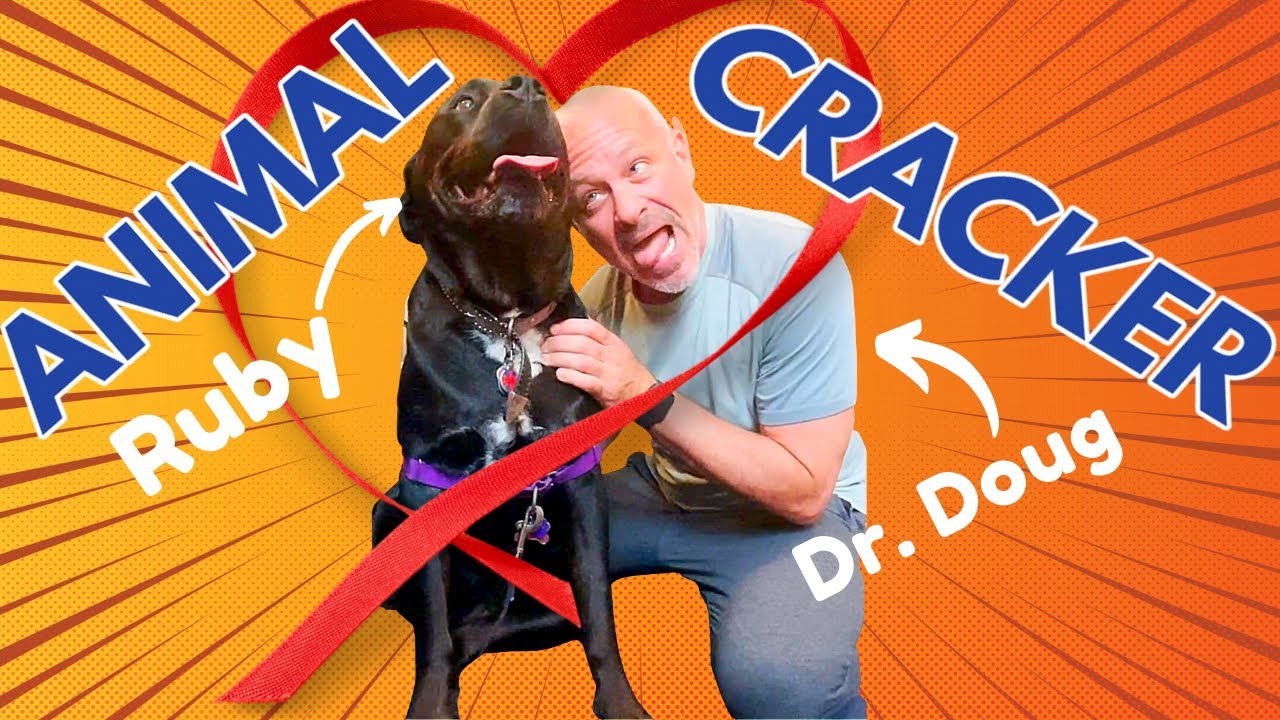 OLD ROTTWEILER ~ MADLY in LOVE with her CHIROPRACTOR! (PART 1)