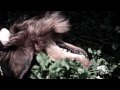 Prehistoric Pigs - Interstellar Gunrunner - HD (Official)
