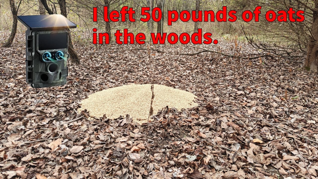 i-left-50-pounds-of-oats-in-the-woods-and-this-happened-youtube