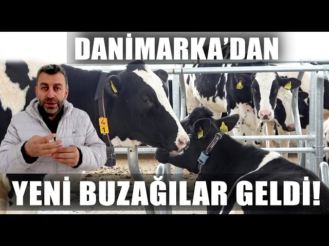 Danimarka'dan Yeni Düveler Çiftliğe İndi! İlk Yemleme / Verimli Çiftlikler class=