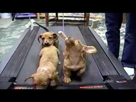 cute-dogs-(americas-funniest-home-videos-/-afv)