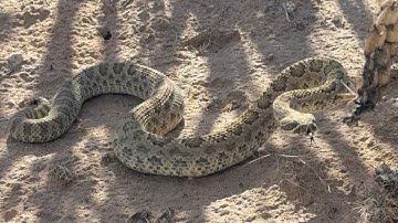 Rattlesnake compared to Gopher snake ID 