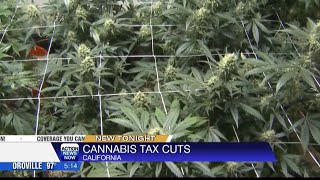 California Governor Gavin Newsom signs bill that eliminates 25% tax hike on legal cannabis industry