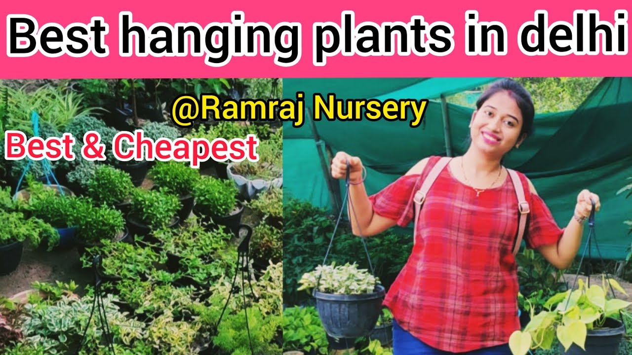 Best & Cheapest hanging Plants In Delhi//Ramraj Nursery near Kamlesh