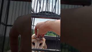 owly nya mati 😢 jangan kasih makan burung hantu pake ayam potong yaa!! #burunghantu #tytoalba