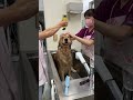 ぬいぐるみみたいにフワフワのゴールデンレトリバーが完成するまで #shorts #ゴールデンレトリバー #goldenretriever