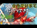 【ニーハオ宮田】金魚ちゃんねる_『ガチの金魚愛好家宅に行ってきた 【屋外編（ブルコン編①）綺麗でカッコいい玉サバの雄親達