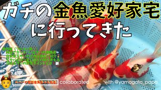 【ニーハオ宮田】金魚ちゃんねる_『ガチの金魚愛好家宅に行ってきた 【屋外編（ブルコン編①）綺麗でカッコいい玉サバの雄親達