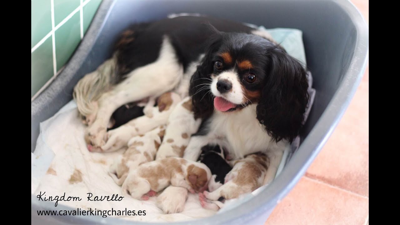 newborn cavalier king charles puppies