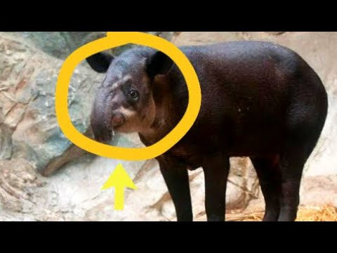 Video: Ademen puppy's snel?