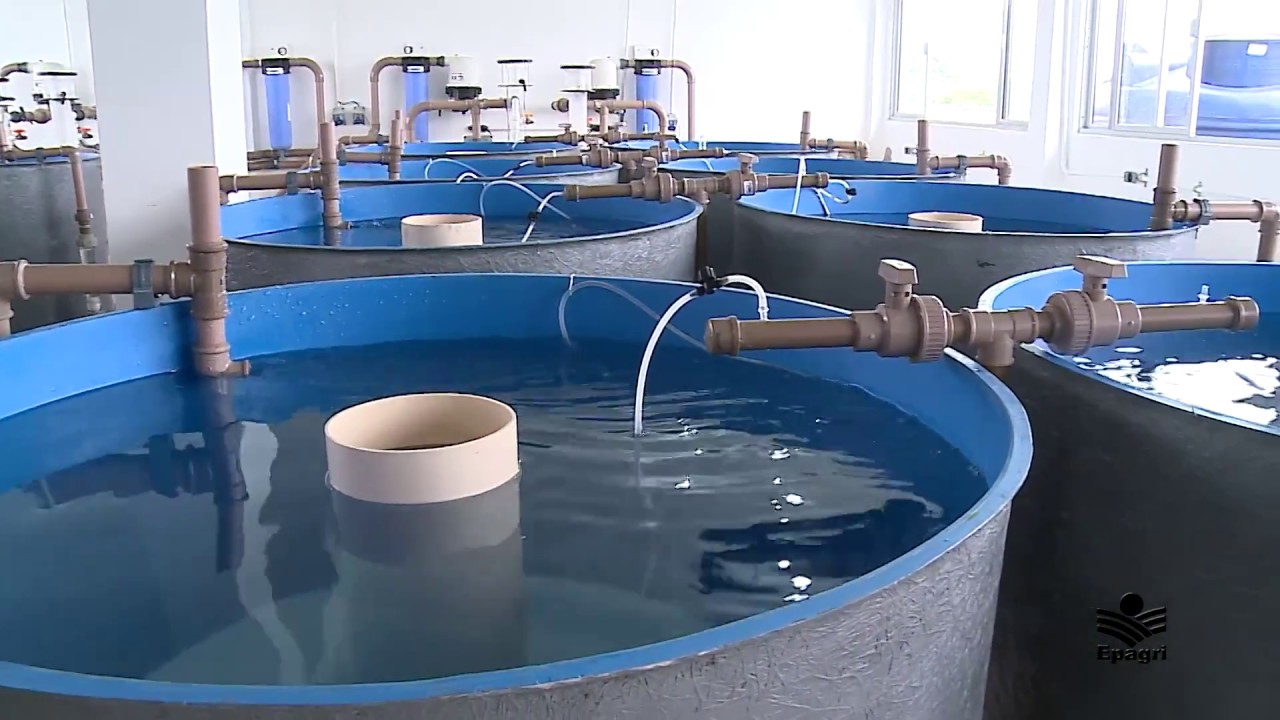 Sistema experimental de recirculação para aquicultura