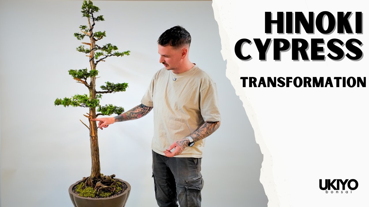 Follow Along As I Transform A Client's Hinoki Cypress Bonsai