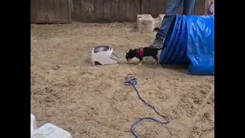 Chaos at puppy agility