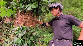 IVY IS KILLING YOUR TREES!!!