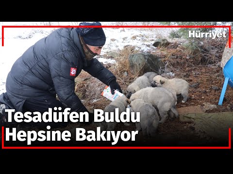 14 Köpek Yavrusunu Beslemek İçin 5 Kilometre Yürüyor!