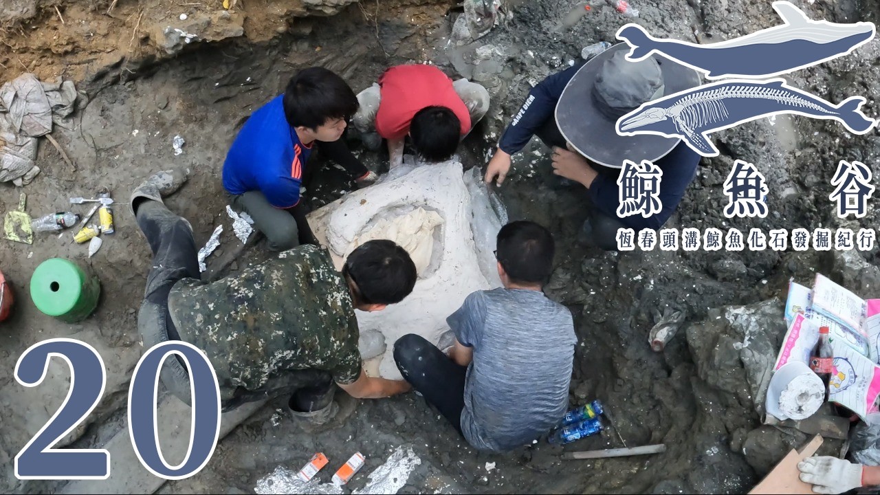 鯨魚化石肩胛骨的地獄搬運旅程展開!骨骼保存竟如此完整《鯨魚谷》第三季EP. 20:  眾神誕生於水中 Then were created the gods in the midst of heaven