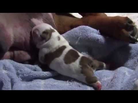 English Bulldog Puppy @ 1 day old!