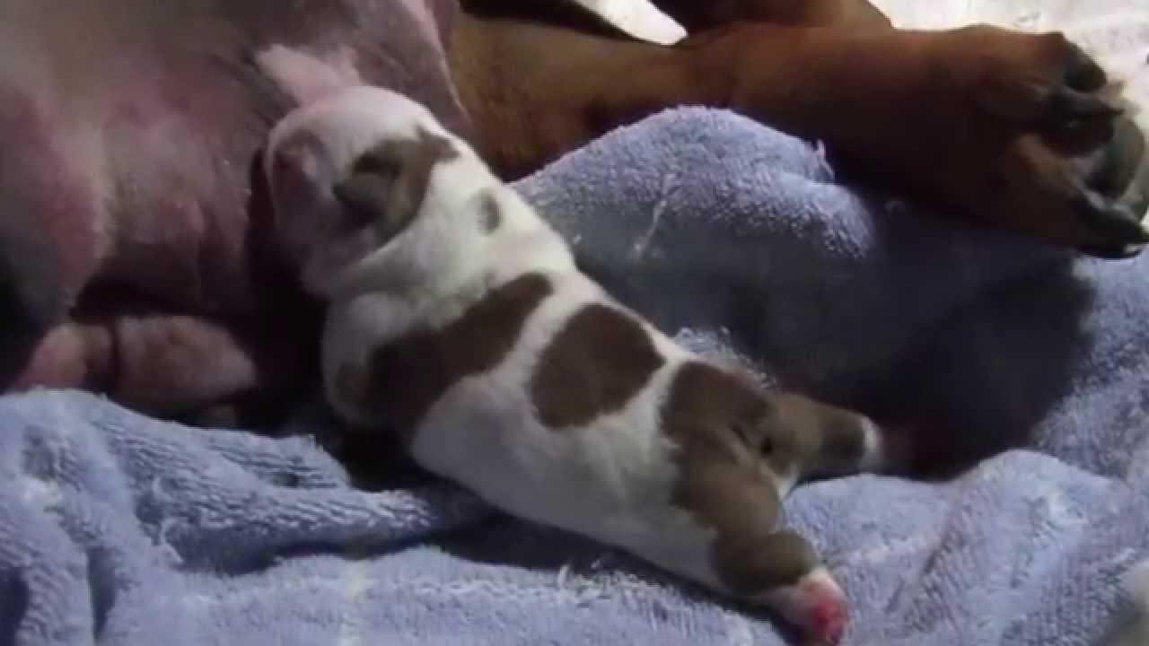 English Bulldog Puppy @ 1 day old!