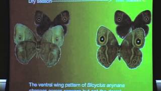 08 Antonia Monteiro - Why Do Butterflies Have Eyes on Their Wings
