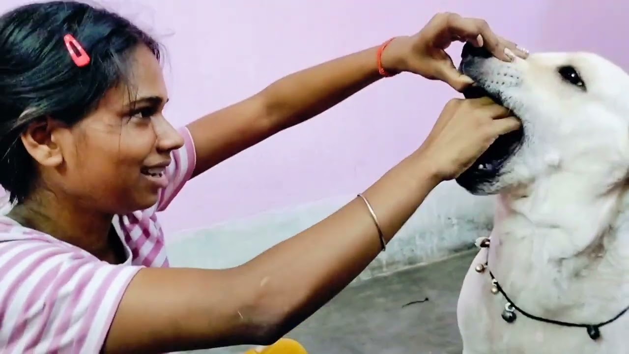 Misty ka biscuit Monu Le li 🤤🐶 //