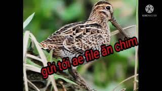 Tiếng Giẽ Giun Hủy Diệt 2021