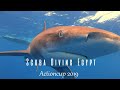 Scuba Diving Egypt-Red Sea Shark Diving 2019