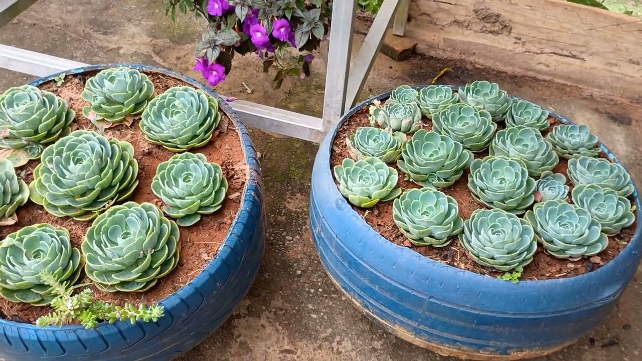 Último vídeo do ano, um tour por aqui, como está tudo 