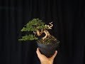 Juniperus itoigawa shohin