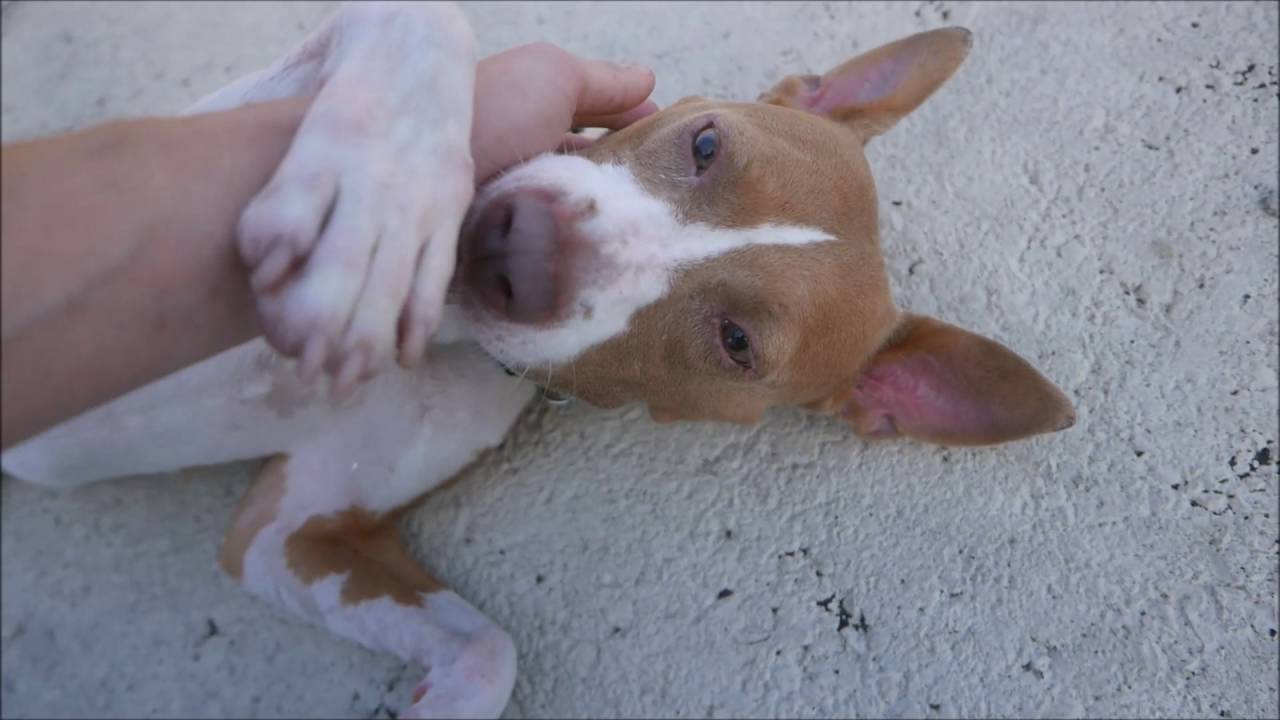 Monette - A1084466 - Brooklyn ACC camera iphone 8 plus apk