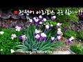 [Sub]  아이리스 구근 심기 / 예쁜 정원가꾸기 / Planting iris bulbs and managing the garden!!