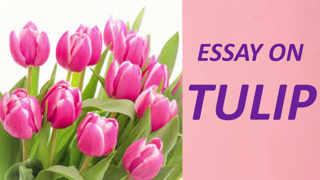 My Favourite Flower Interesting Tulip Facts Essay On Tulip Youtube