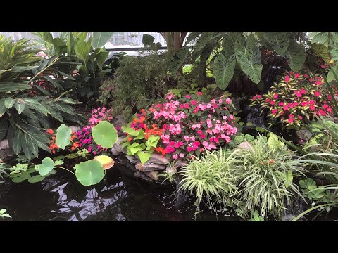 “Into the Weeds”- Aquatic Plants | The Barefooted Gardener