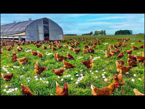 How To Raise Millions Of Free-Range Chickens fFor Eggs And Meat - Poultry Farming - Meat factory