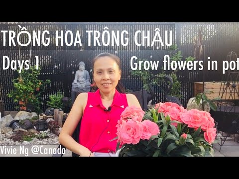 Video: Container Grown Cottage Gardens - Chọn cây trồng trong vườn cho chậu