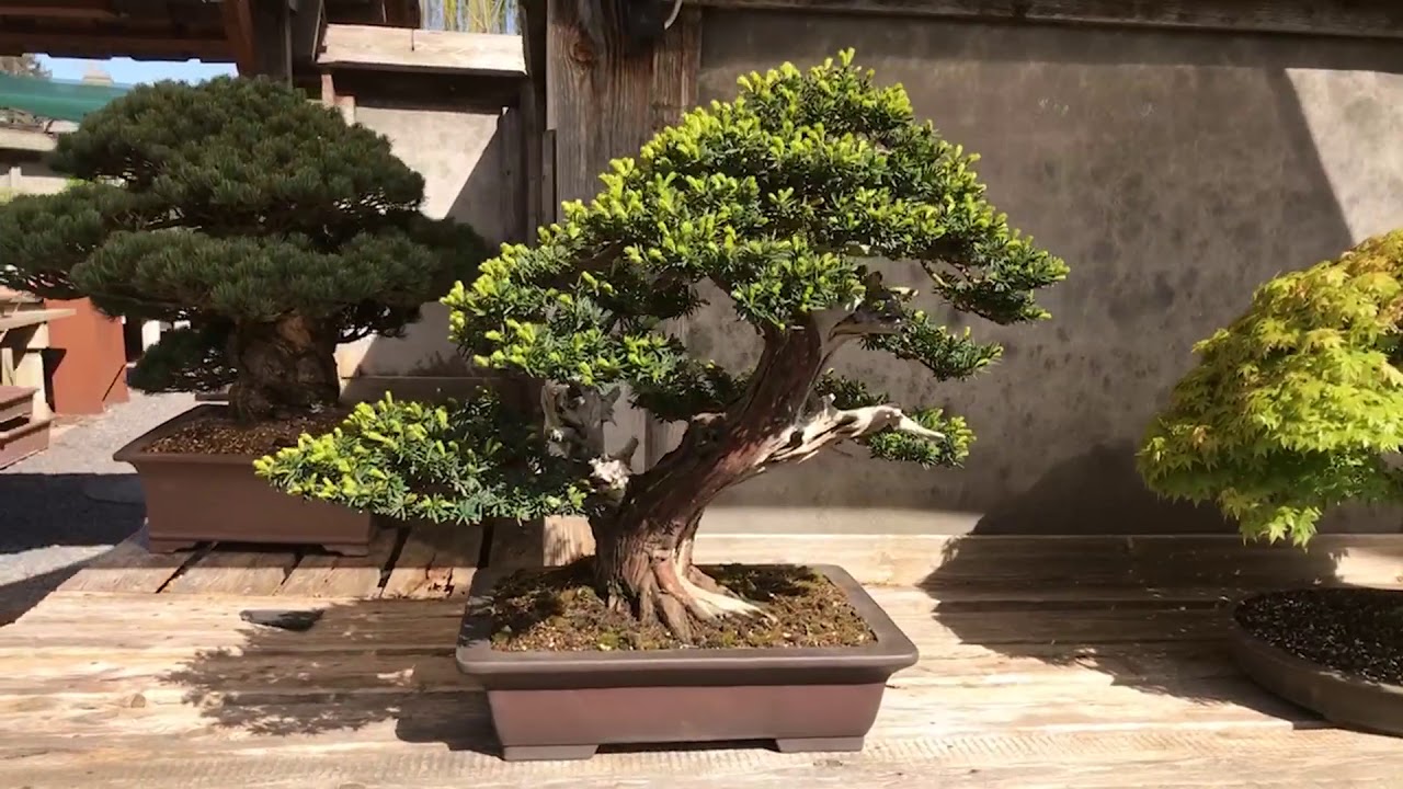 Bonsaiwerkstatt und Bonsaimuseum Düsseldorf im Frühjahr 2020 YouTube