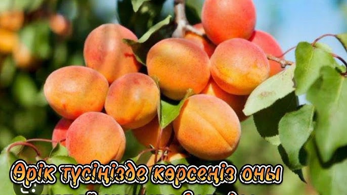 Интернетте қалай жұлқылауға болады КСРО порно видеолары